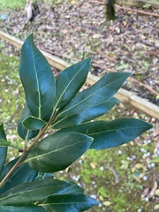 Tracheophyta