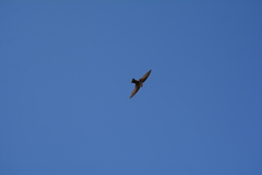 Ptyonoprogne fuligula