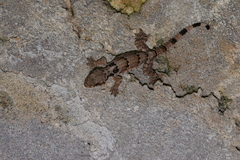 Gekko horsfieldii