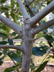 Tracheophyta
