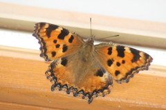 Nymphalis polychloros