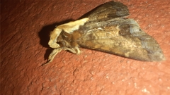 Herminiinae