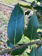 Tracheophyta