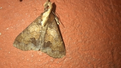 Herminiinae
