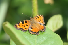 Nymphalis polychloros