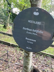 Karpatiosorbus latifolia