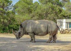Ceratotherium simum