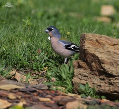 Fringilla coelebs africana