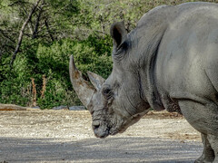 Ceratotherium simum