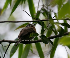 Nonnula rubecula