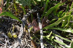 Protea scabra