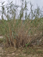 Arundo donax