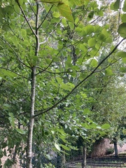 Karpatiosorbus latifolia