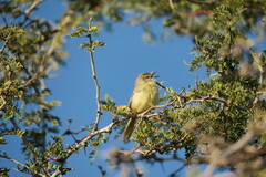 Prinia flavicans