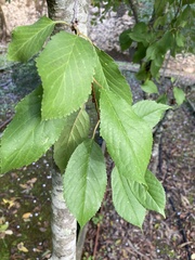 Karpatiosorbus latifolia
