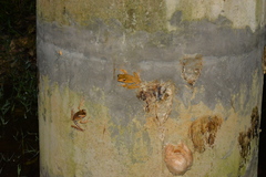 Polypedates otilophus