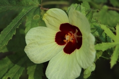 Hibiscus surattensis