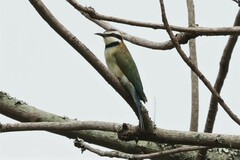 Merops albicollis