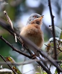 Curruca iberiae