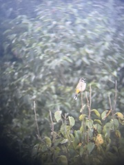 Pycnonotus leucogenys