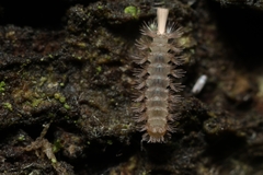Lophoproctidae