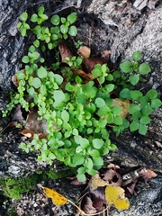 Stellaria media