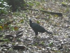 Chamaepetes unicolor