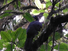 Chamaepetes unicolor