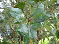 Quercus faginea