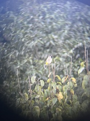 Pycnonotus leucogenys