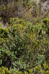 Struthiola