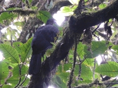 Chamaepetes unicolor
