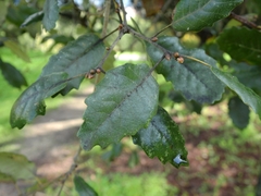 Quercus faginea