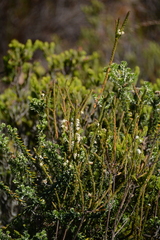 Struthiola