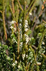 Struthiola