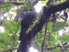 Chamaepetes unicolor
