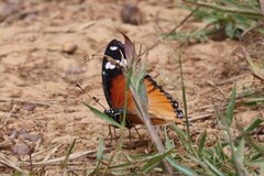 Hypolimnas misippus