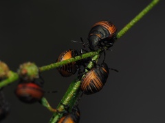 Orsilochides guttata