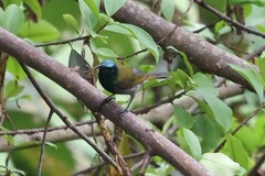 Cyanomitra verticalis