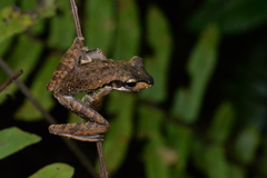 Polypedates macrotis