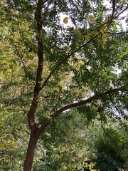 Tracheophyta