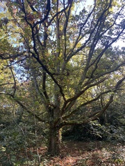 Quercus