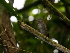 Sporophila frontalis