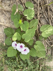 Ipomoea amnicola