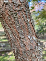 Tracheophyta