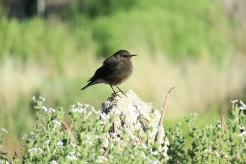 Mountain Chat (Myrmecocichla monticola), photo 5