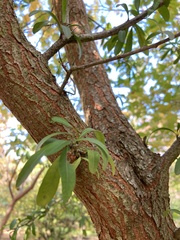 Tracheophyta