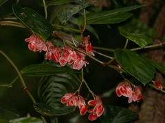 Begonia radicans