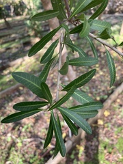 Tracheophyta