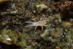 Rhagidiidae